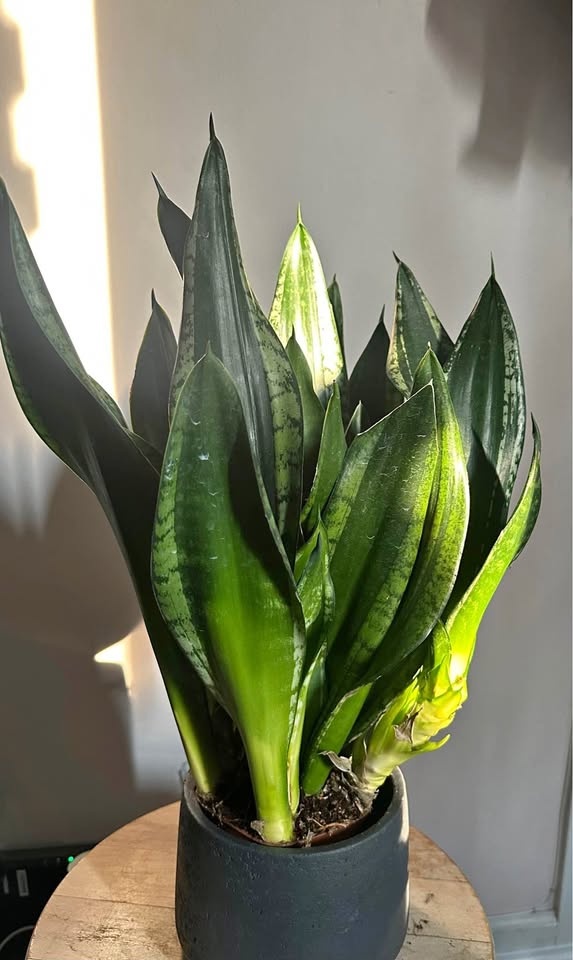Snake plant extremely lush
