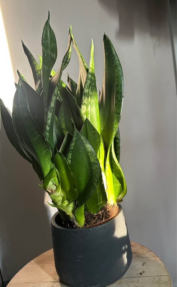 Snake plant extremely lush - photo 2