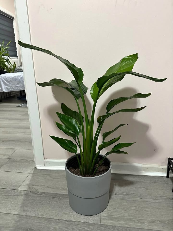 Birds of Paradise in Gray Pot