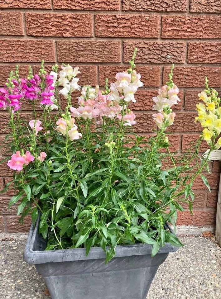 Apple Blossom Snapdragon seeds @Mississauga