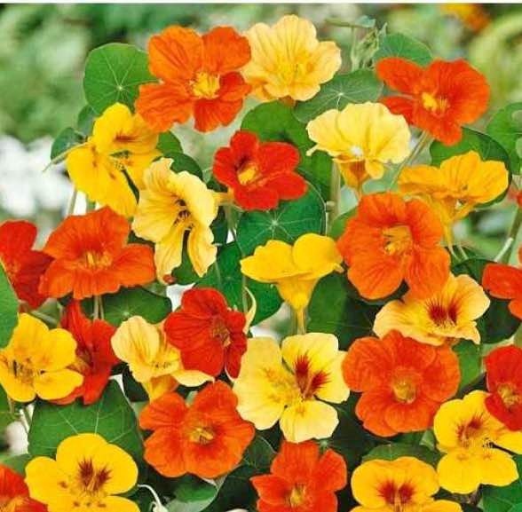 Nasturtium seeds @ Mississauga