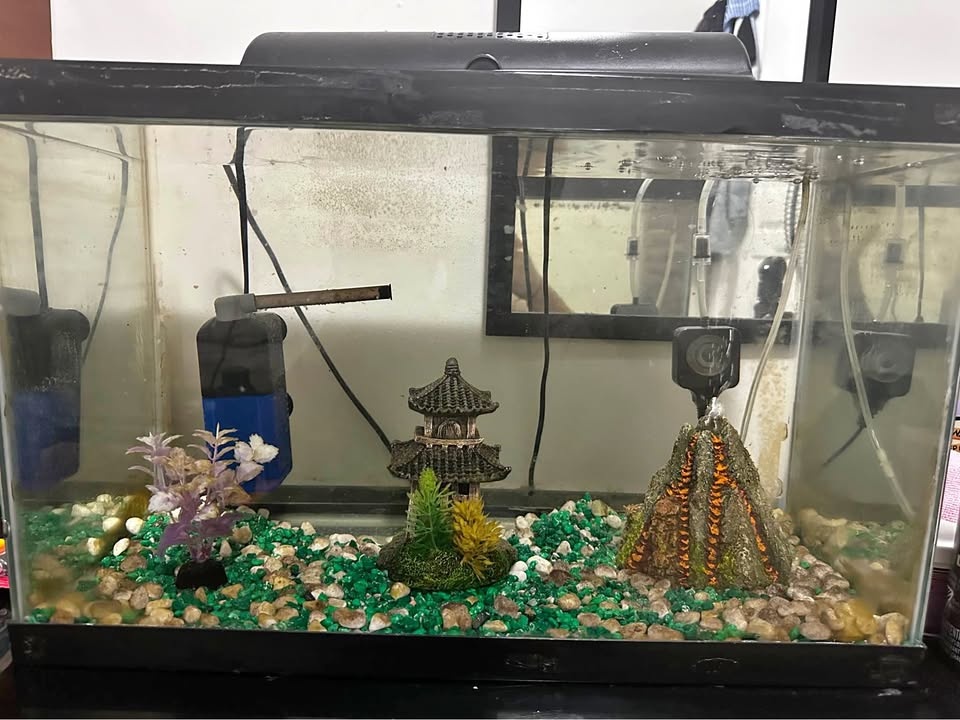 10 Gallon Aquarium Starter Kit