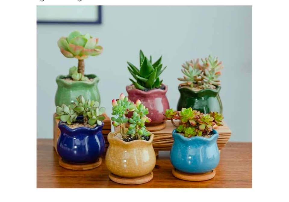 New 20 Pack Bamboo Plant Saucers (3.34 inches) - photo 4