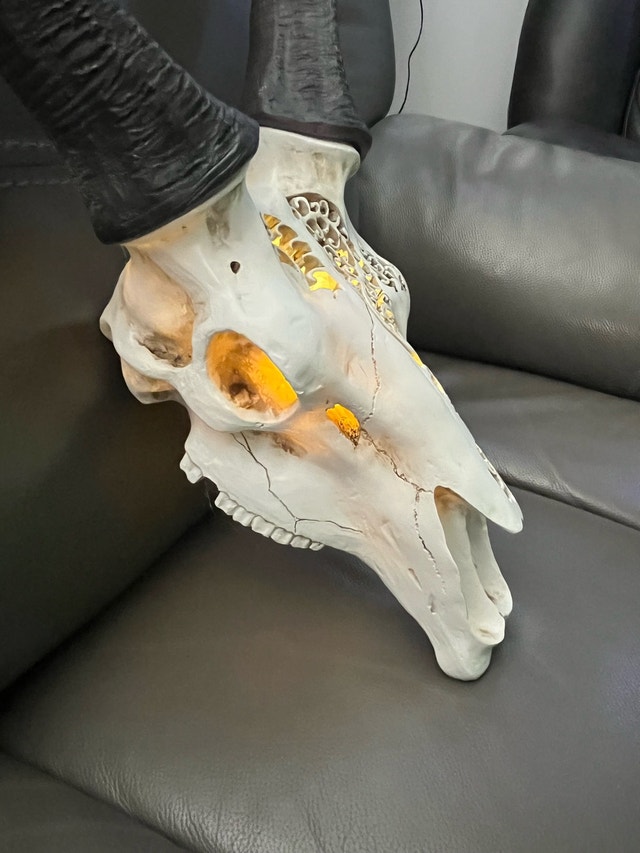 Carved Faux Springbok Antelope Skull with LED Backlight - photo 3
