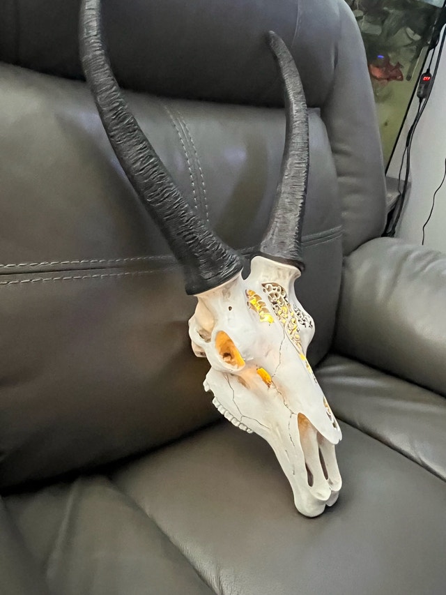 Carved Faux Springbok Antelope Skull with LED Backlight - photo 4