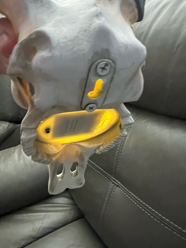 Carved Faux Springbok Antelope Skull with LED Backlight - photo 5