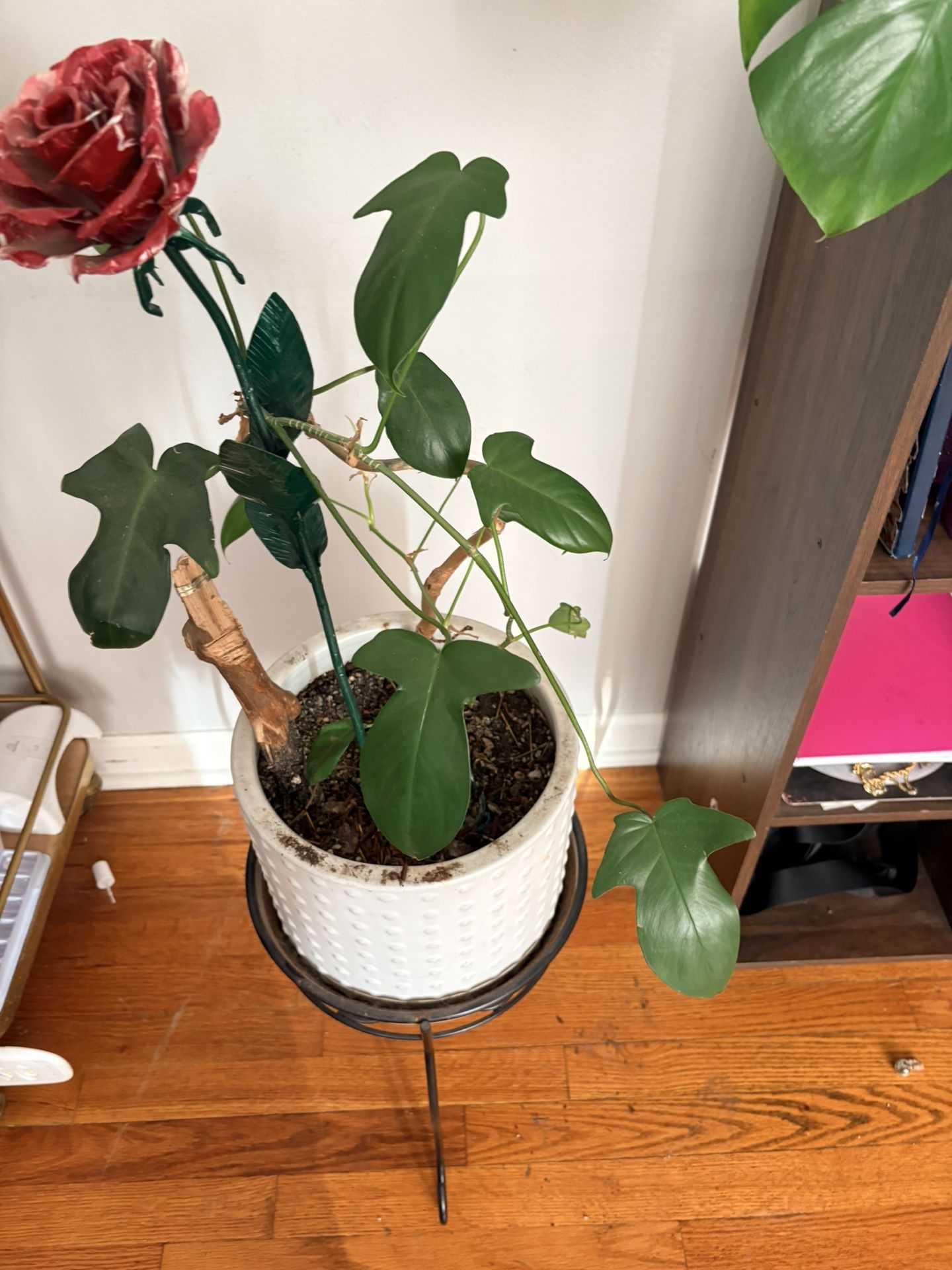 Swiss Cheese plant