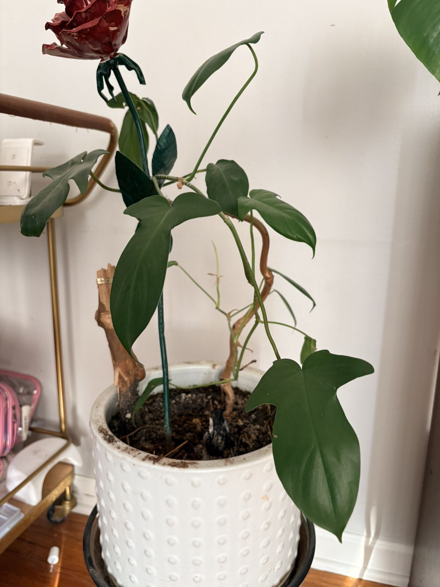 Swiss Cheese plant - photo 3