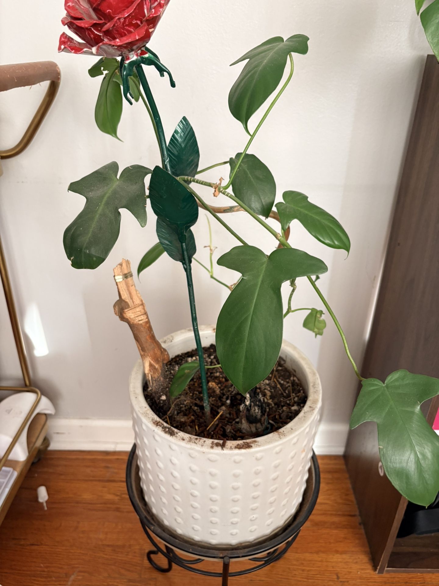 Swiss Cheese plant - photo 4