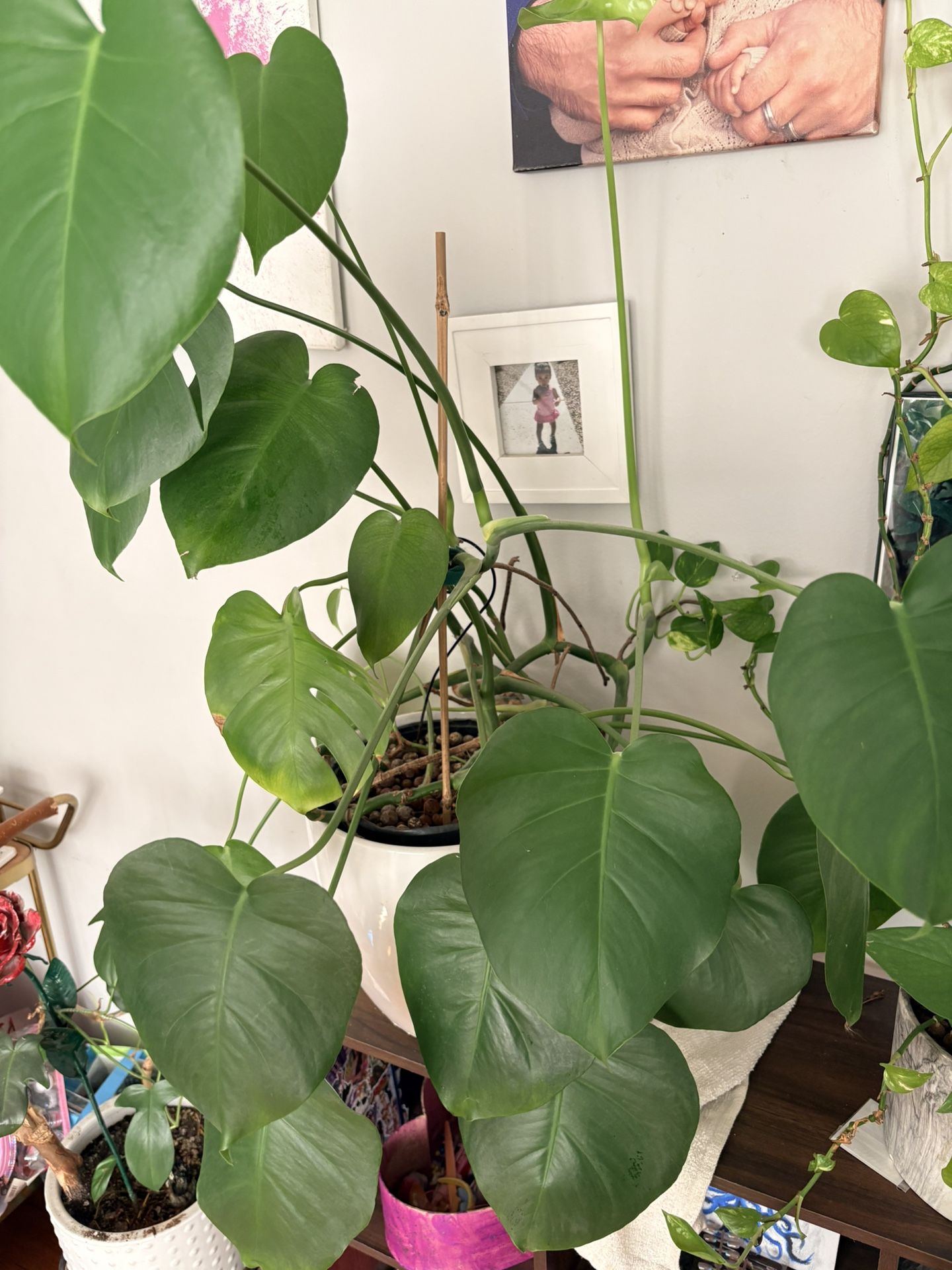 Big Monstera Plant - photo 2