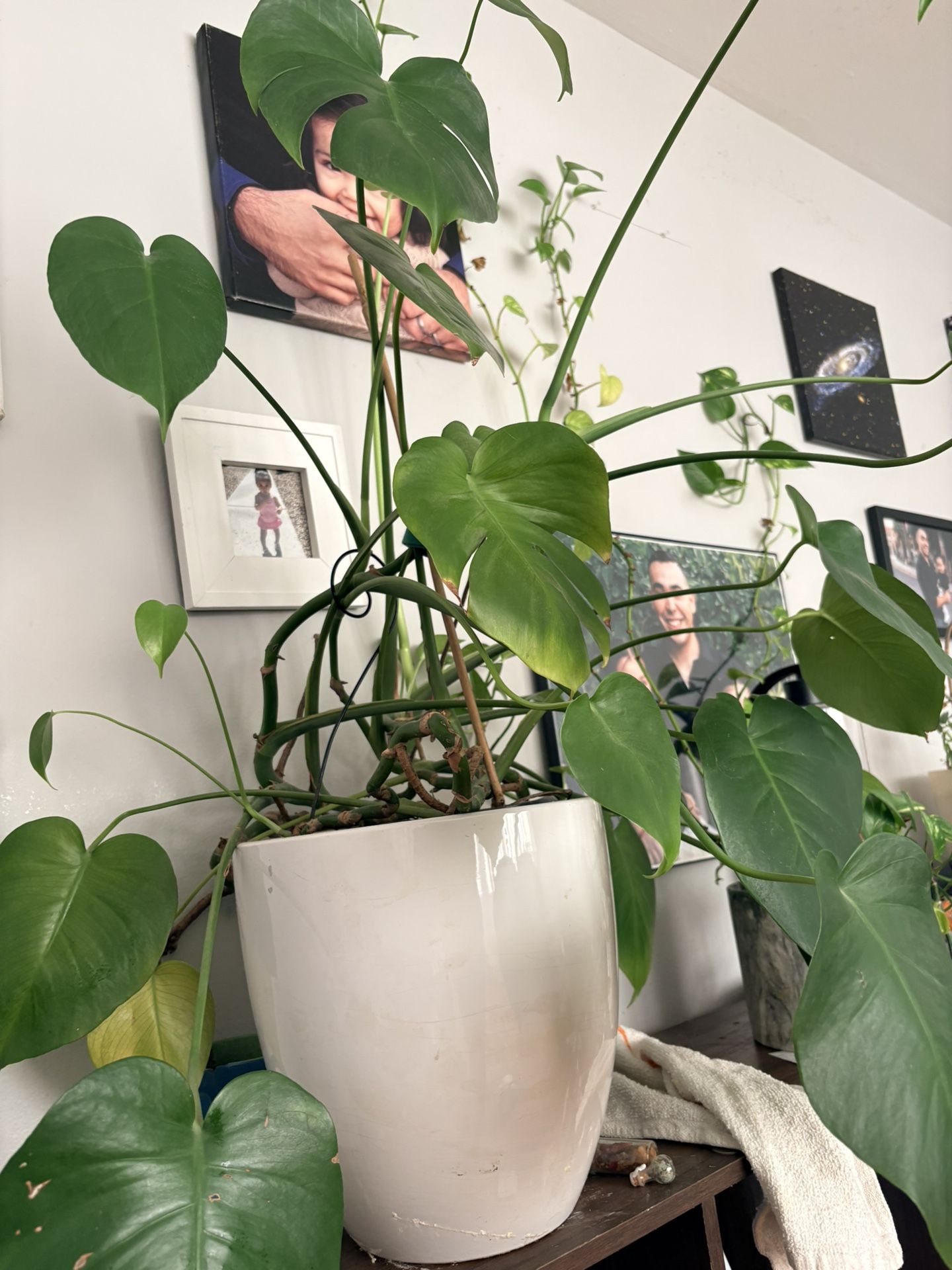 Big Monstera Plant - photo 3