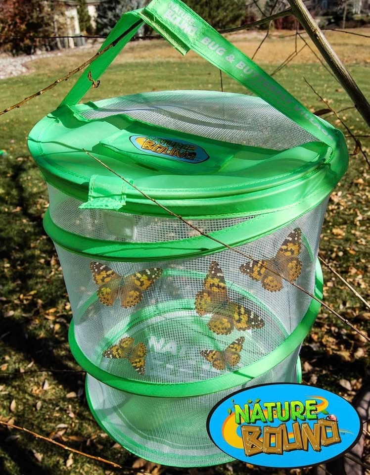 Nature Bound Live Butterfly Growing Kit - photo 5