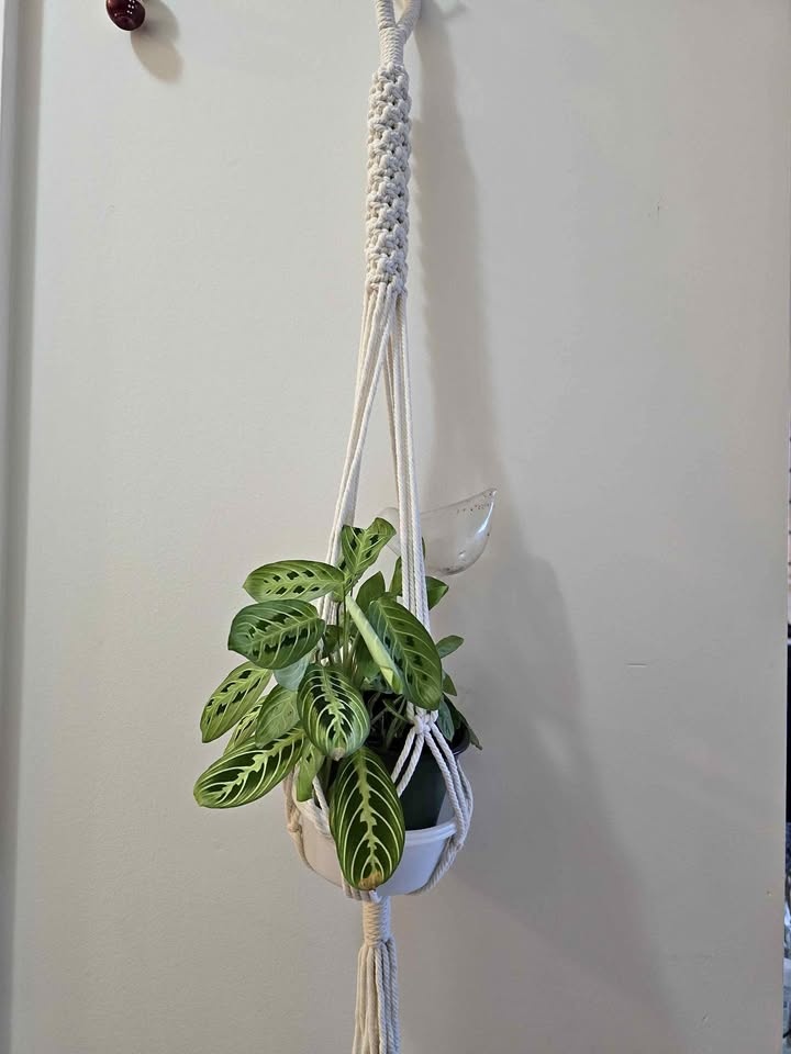 5-pack Macrame Plant Hangers