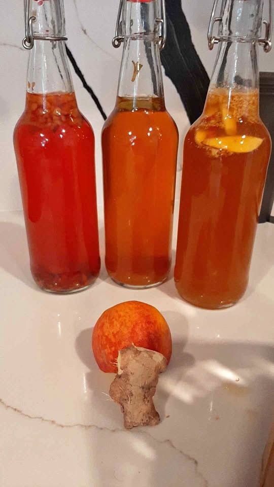 Kombucha SCOBY