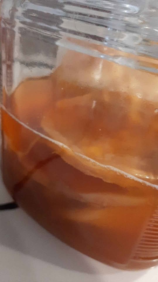 Kombucha SCOBY - photo 2