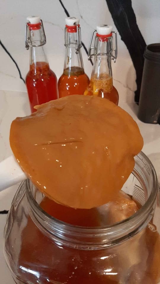Kombucha SCOBY - photo 3