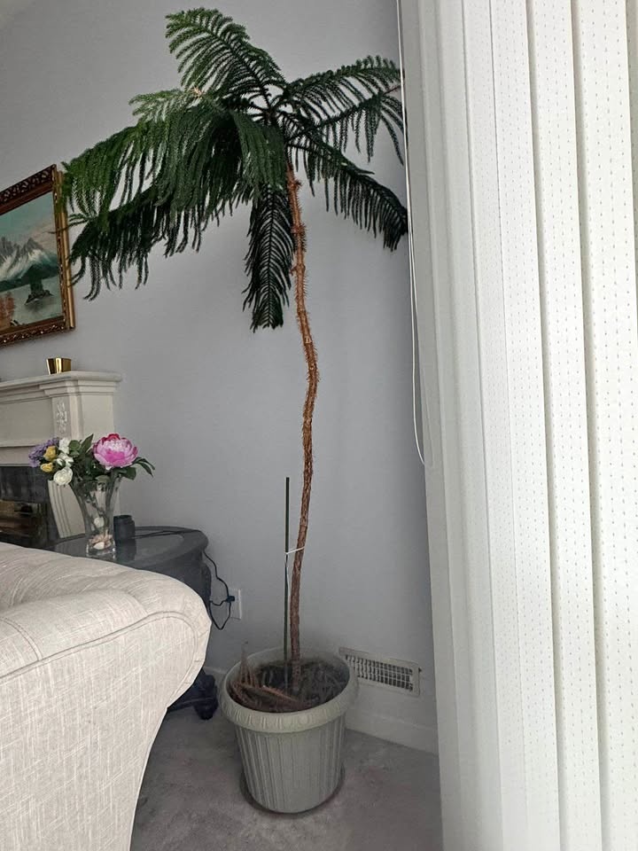 Plant for home