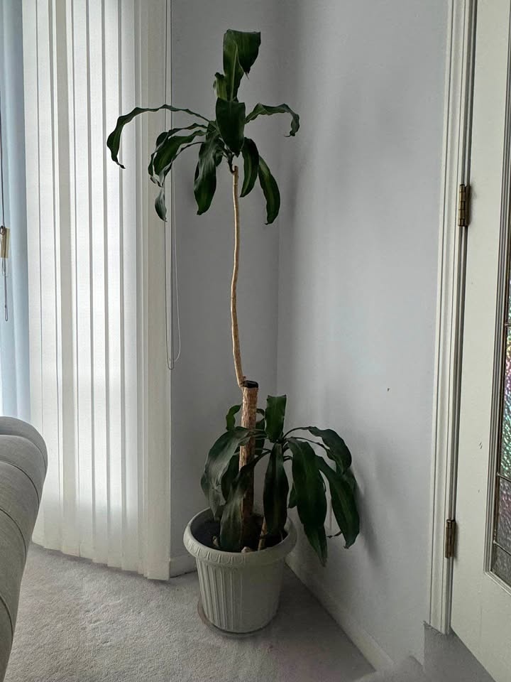 Plant for home
