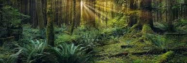 Divine Light - Peter Lik