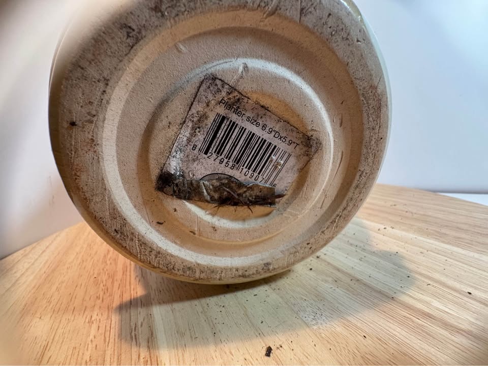 Decorative Ceramic Planter - photo 5