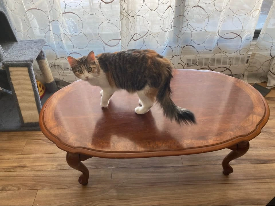 Antique Coffee table for sale - photo 3