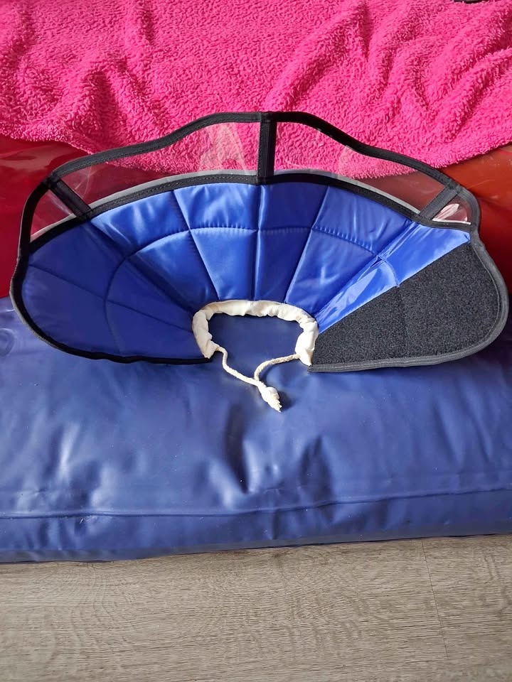 Blue Pet Recovery Collar