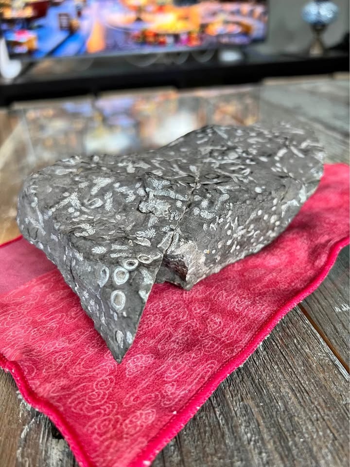 Natural Shale Fossil – Drumheller Region (Private Land Find)