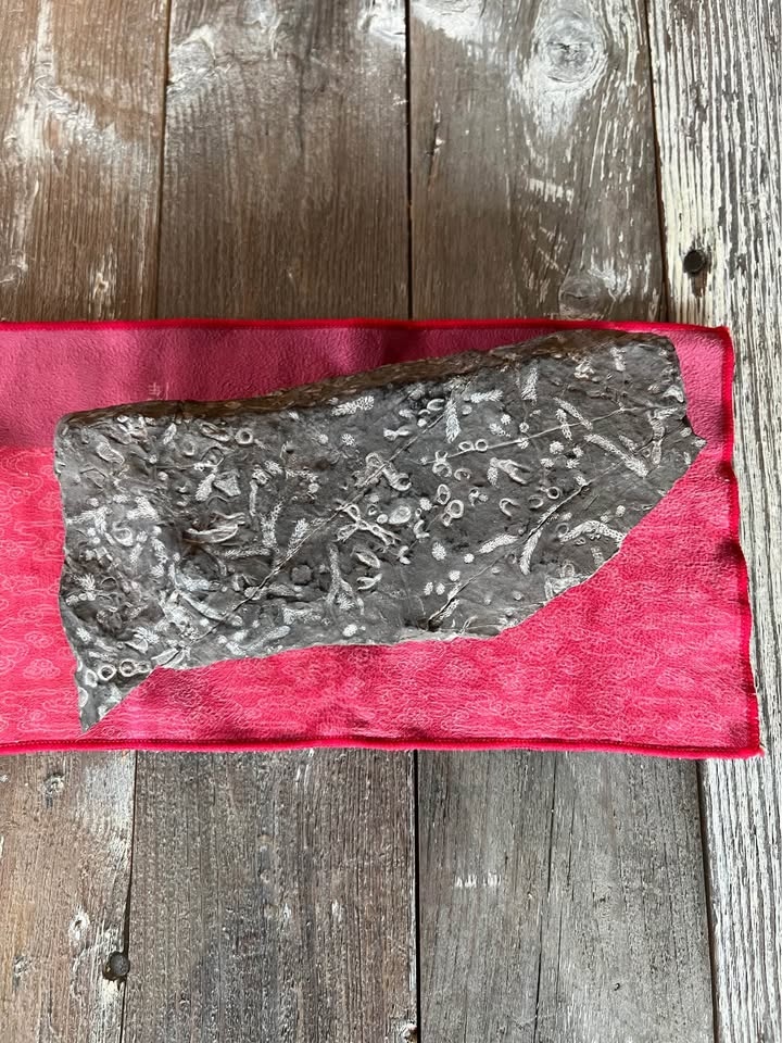 Natural Shale Fossil – Drumheller Region (Private Land Find) - photo 2