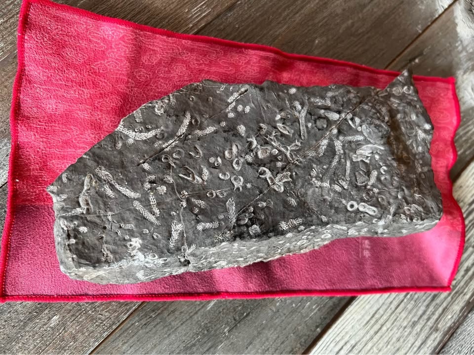 Natural Shale Fossil – Drumheller Region (Private Land Find) - photo 4