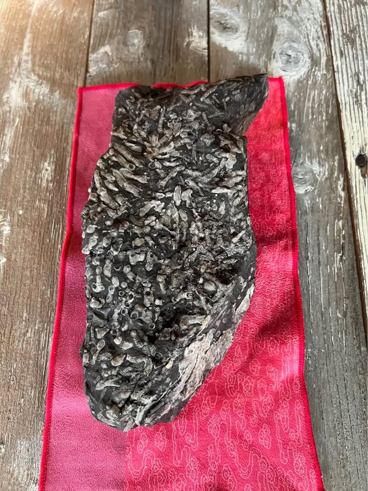 Natural Shale Fossil – Drumheller Region (Private Land Find) - photo 5