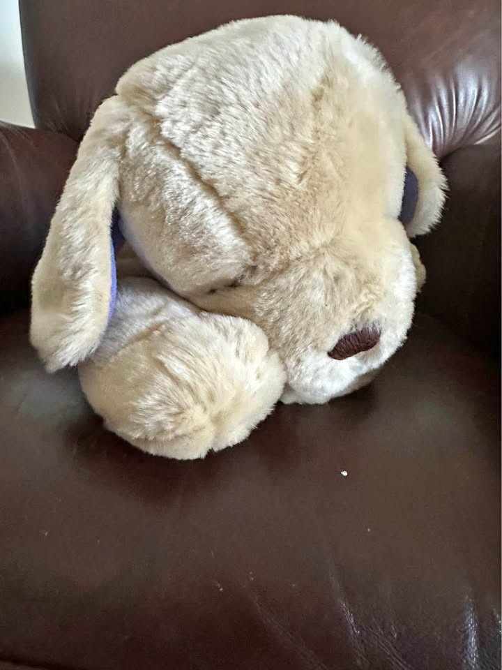 Assorted Stuffed Animals (New)