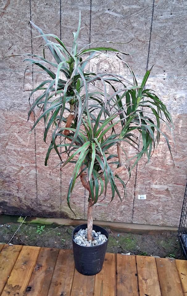 Artificial Dragon Tree