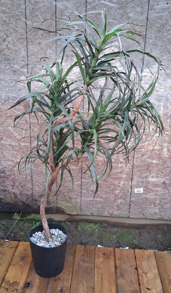 Artificial Dragon Tree - photo 2