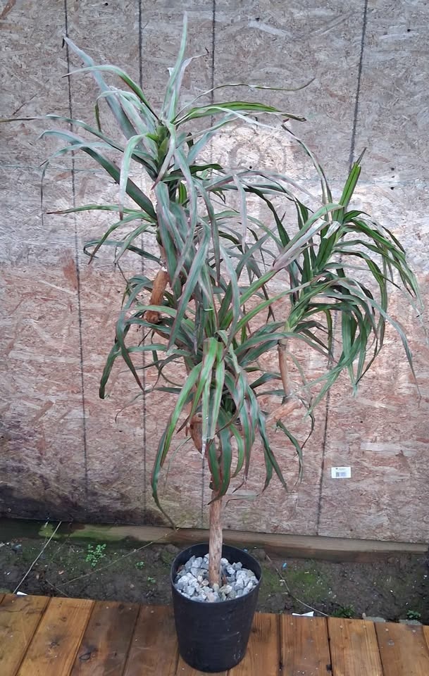 Artificial Dragon Tree - photo 3