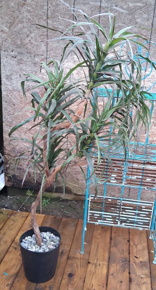 Artificial Dragon Tree - photo 4