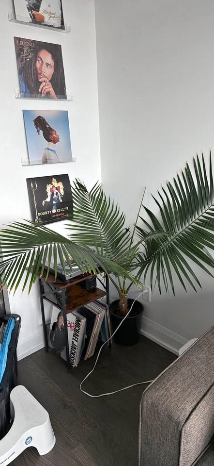 Majesty palm