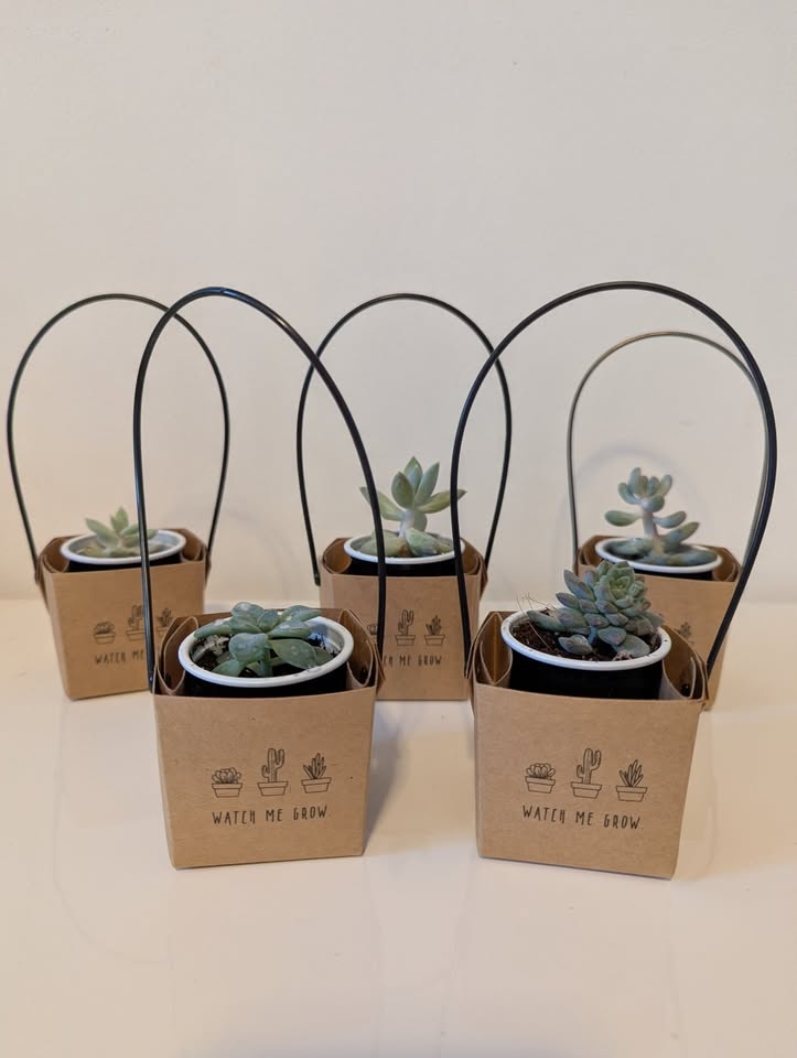 Succulent Party Favours - photo 2