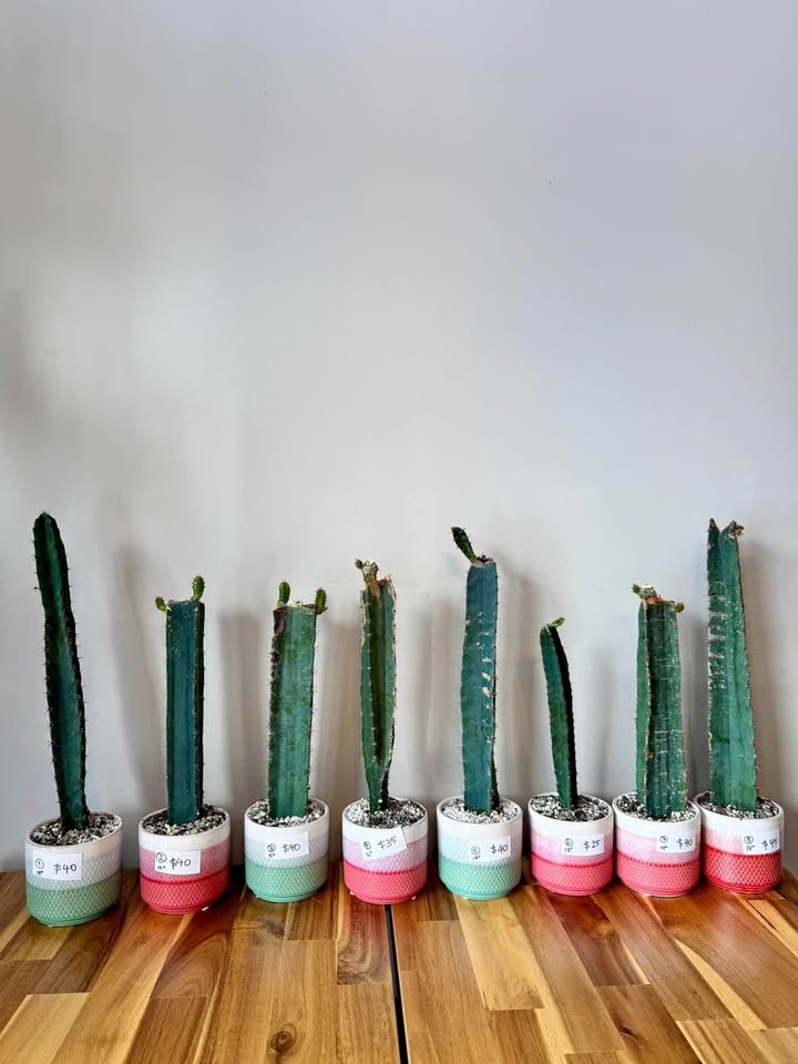 Peruvian Apple Cactus Cuttings