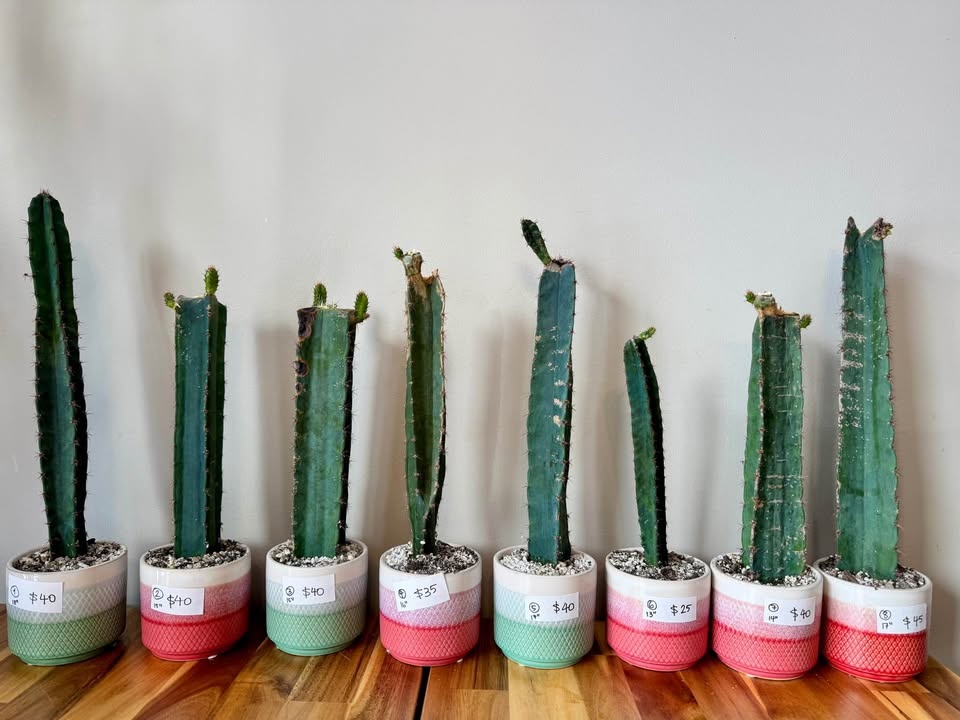 Peruvian Apple Cactus Cuttings - photo 2