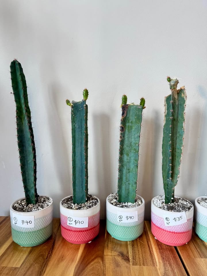 Peruvian Apple Cactus Cuttings - photo 3