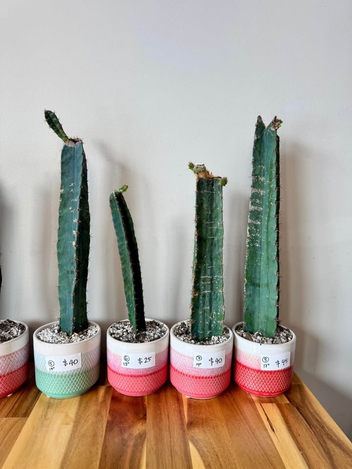 Peruvian Apple Cactus Cuttings - photo 4