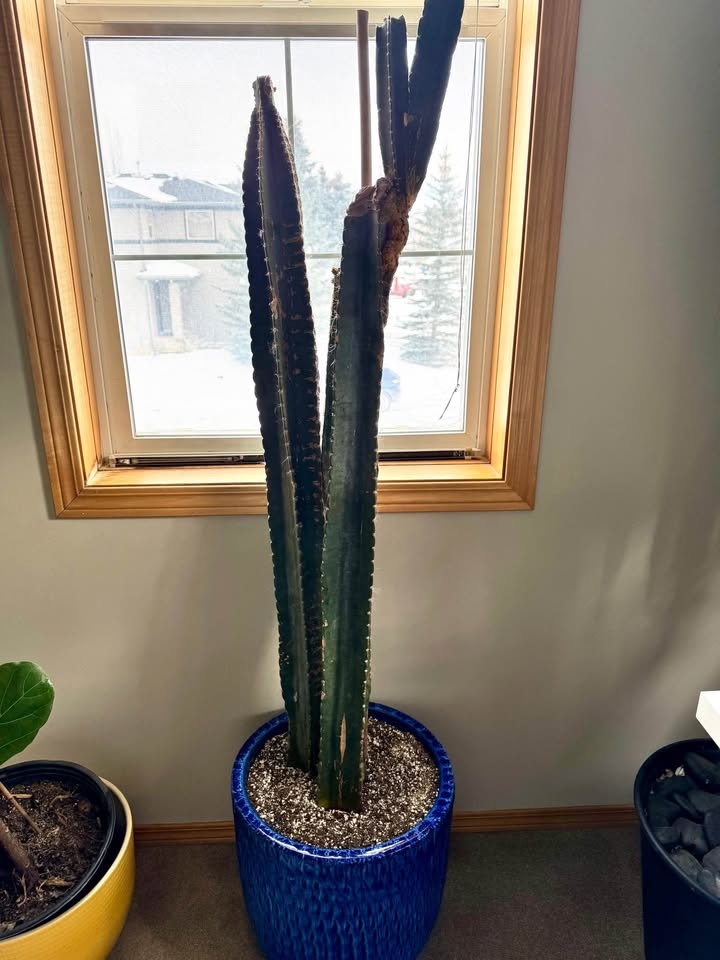 Peruvian Apple Cactus Cuttings - photo 5