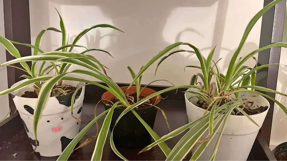 Spider plants🥕 thumbnail