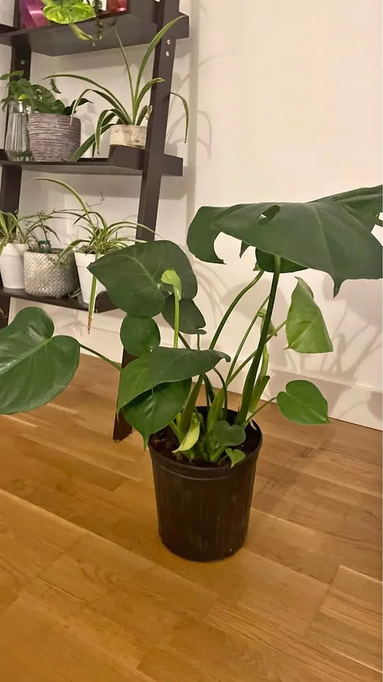 2 ft- monstera thumbnail