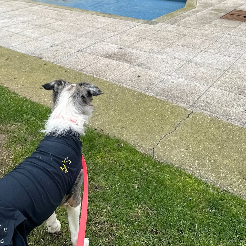 Dog Surgery Recovery Suit (Medium) - photo 2
