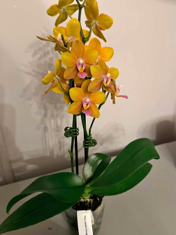 Phal. Lioulin Orange Orchid