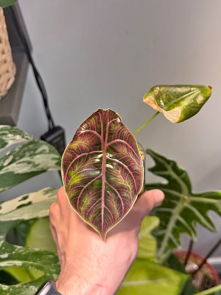 Alocasia azlanii