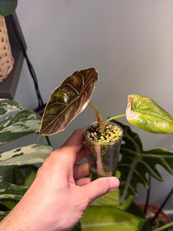 Alocasia azlanii - photo 2