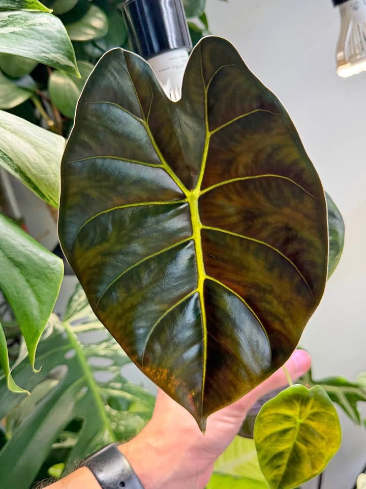 Alocasia golden bone