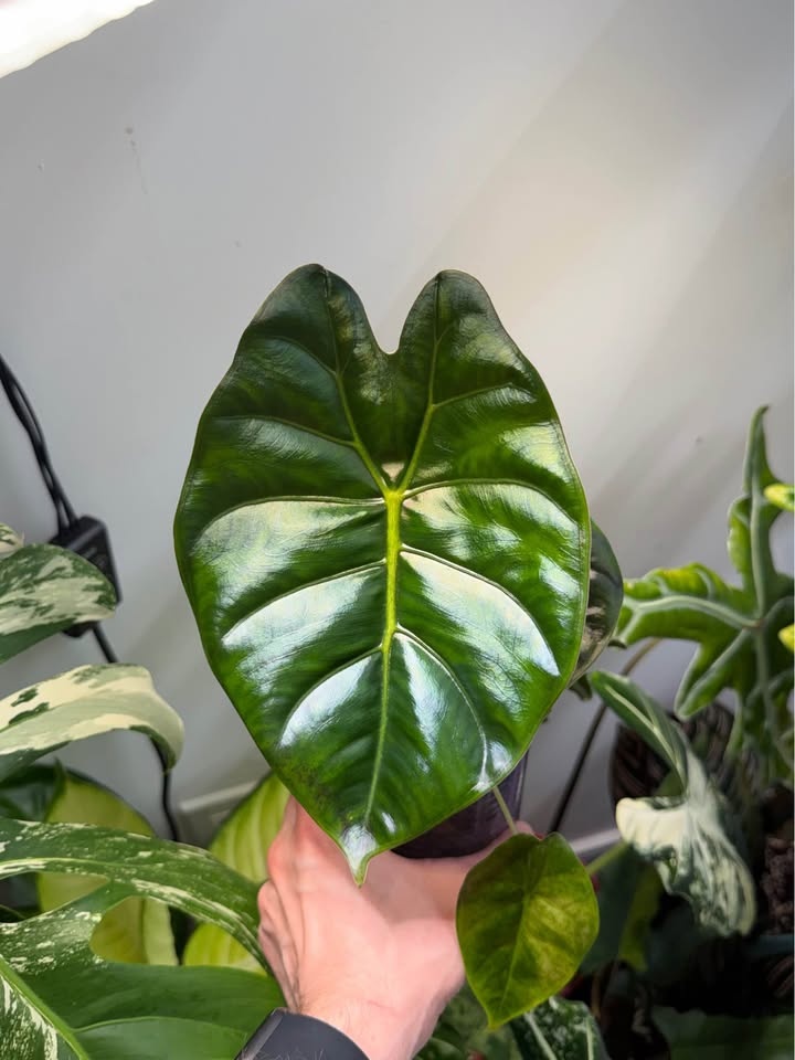 Alocasia golden bone - photo 2
